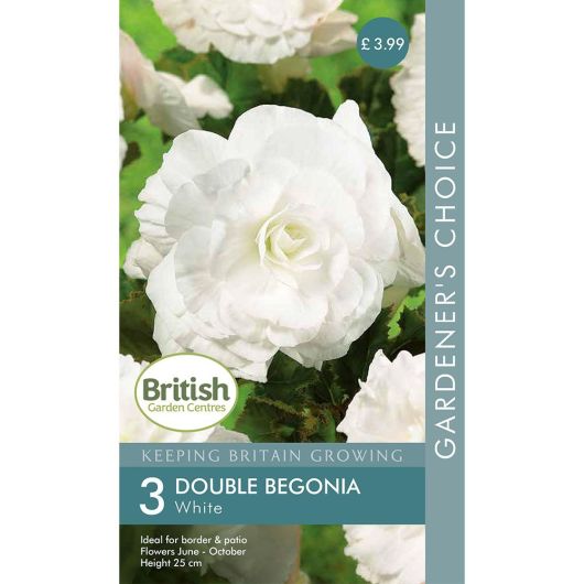 BGC Begonia Double White
