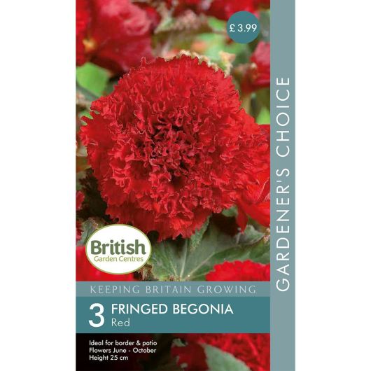 BGC Begonia Fimbriata Red