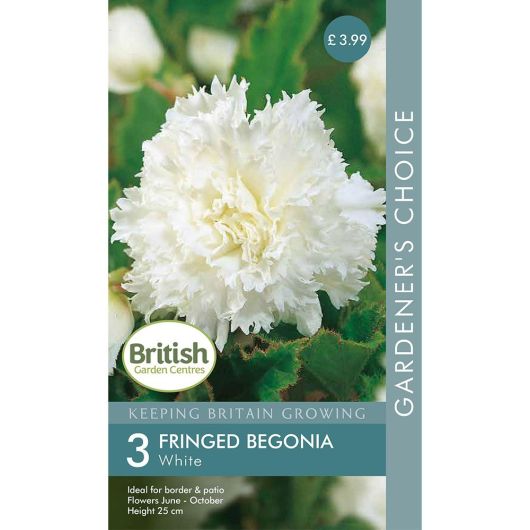 BGC Begonia Fimbriata White