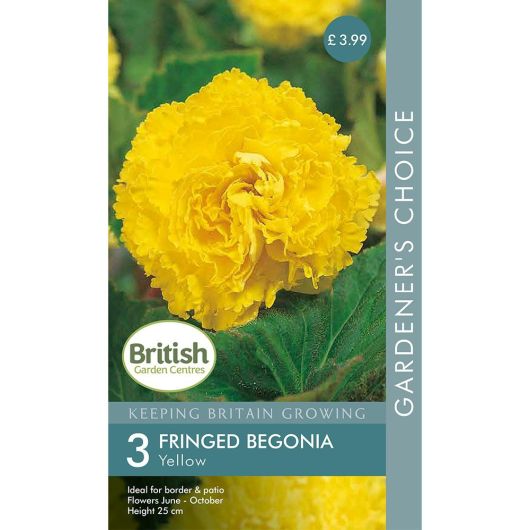BGC Begonia Fimbriata Yellow