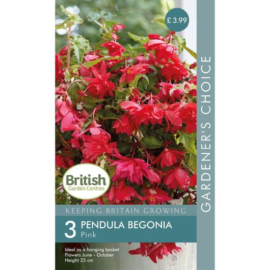 BGC Begonia PendulaPink