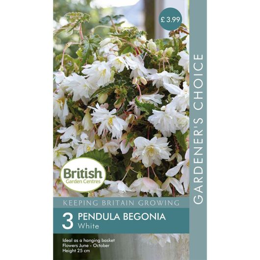 BGC Begonia Pendula White