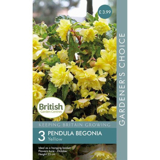 BGC Begonia Pendula Yellow