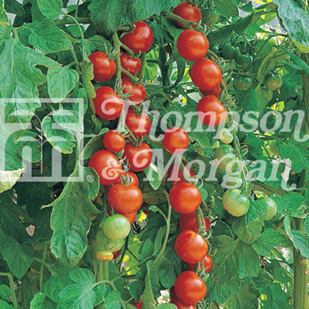 T&M Tomato Gardeners Delight