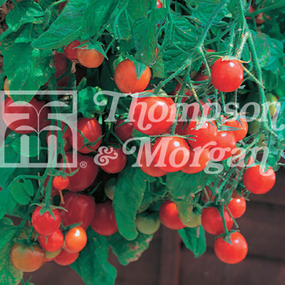 T&M Tomato Tumbling Tom Red