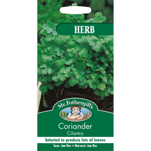 Coriander Cilantro For Leaf