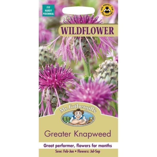 Wildflower Greater Knapweed