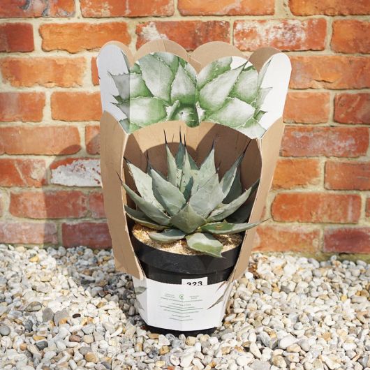 Parry's Agave - Agave parryi - 15-30cm tall