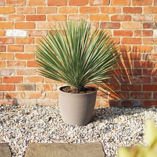 Beaked Yucca with decorative pot - Yucca rostrata - 80-90cm tall - FREE DELIVERY