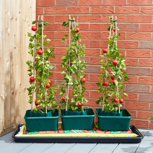Smart Garden Gro-Box Tomato 3 Pack