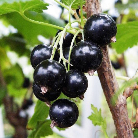 Blackcurrant Ben Connan fruit plant - 3L
