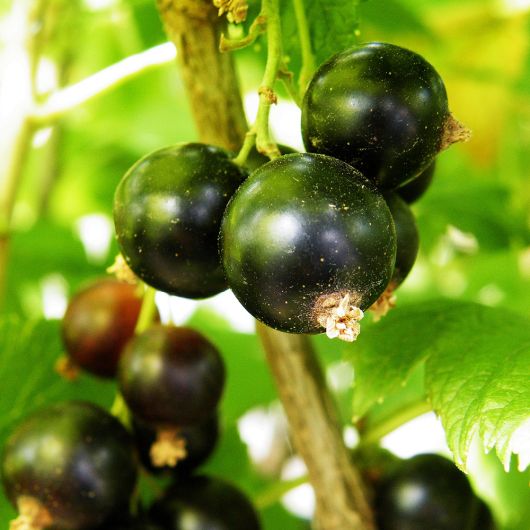 Blackcurrant Ben Sarek fruit plant - 3L