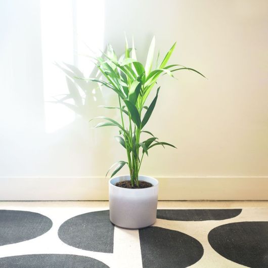 Kentia Palm (Howea Forsteriana) - 70-80cm tall