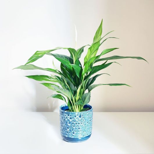Peace Lily (Spathiphyllum) - 25-35cm tall
