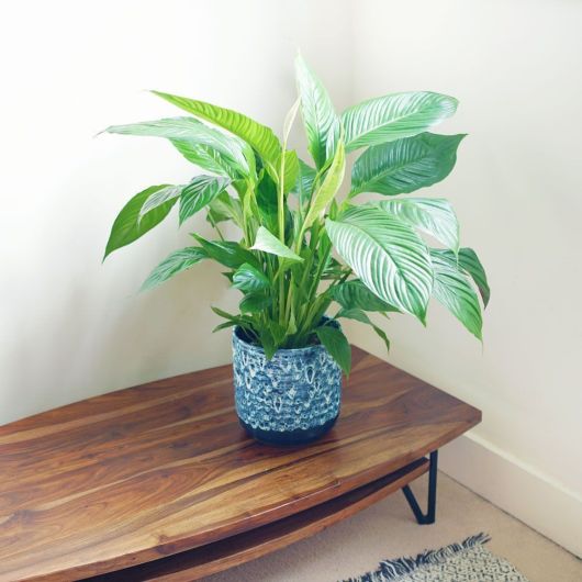 Peace Lily Large (Spathiphyllum) - 60-70cm tall