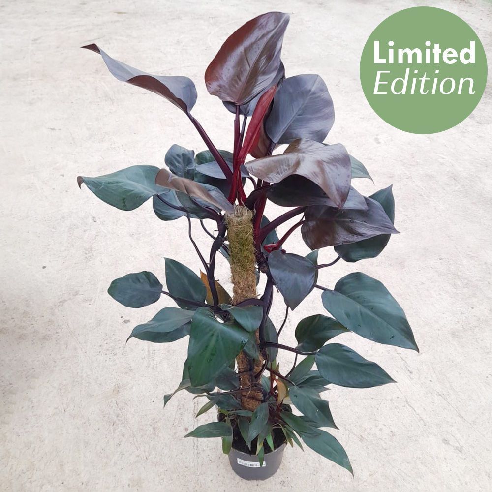 Philodendron New Red with Moss pole - 80-100cm tall