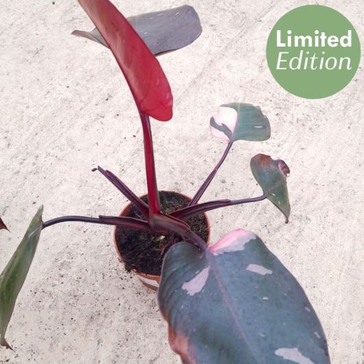 Philodendron Pink Princess - 30-40cm tall
