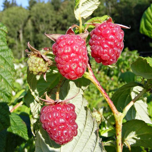 Raspberry Autumn Bliss fruit plant - 3L