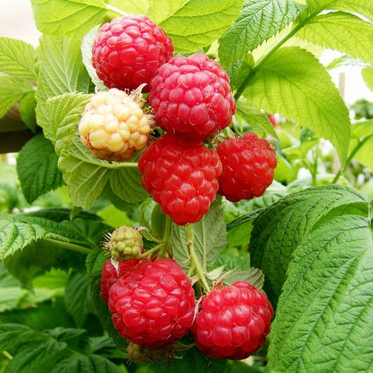 Raspberry Cascade Delight fruit plant - 3L