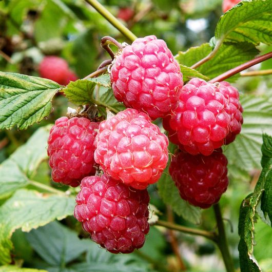 Raspberry Glen Ample fruit plant - 3L