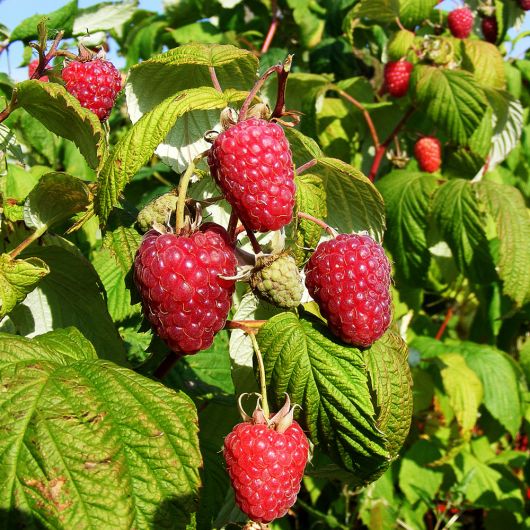 Raspberry Polka fruit plant - 3L