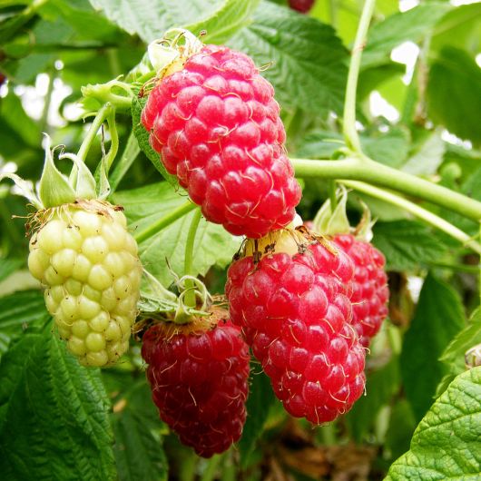 Raspberry Tulameen fruit plant - 3L